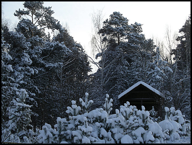 Зимний лес лес на Уктусе