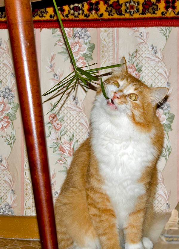 Вегетарианец-3 Животные, кошки, коты