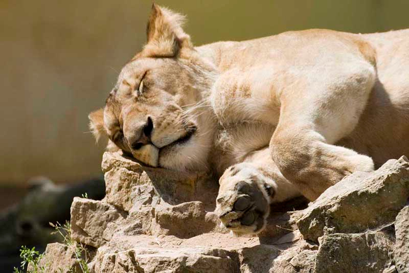 sonja.... lion