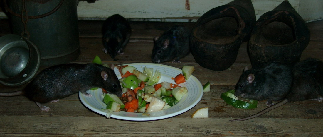 завтрак крысы