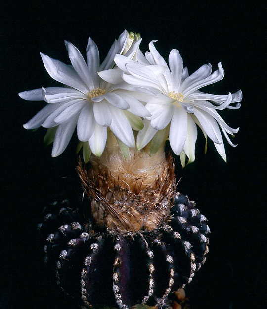 Discocactus horstii cactus cacti discocactus
