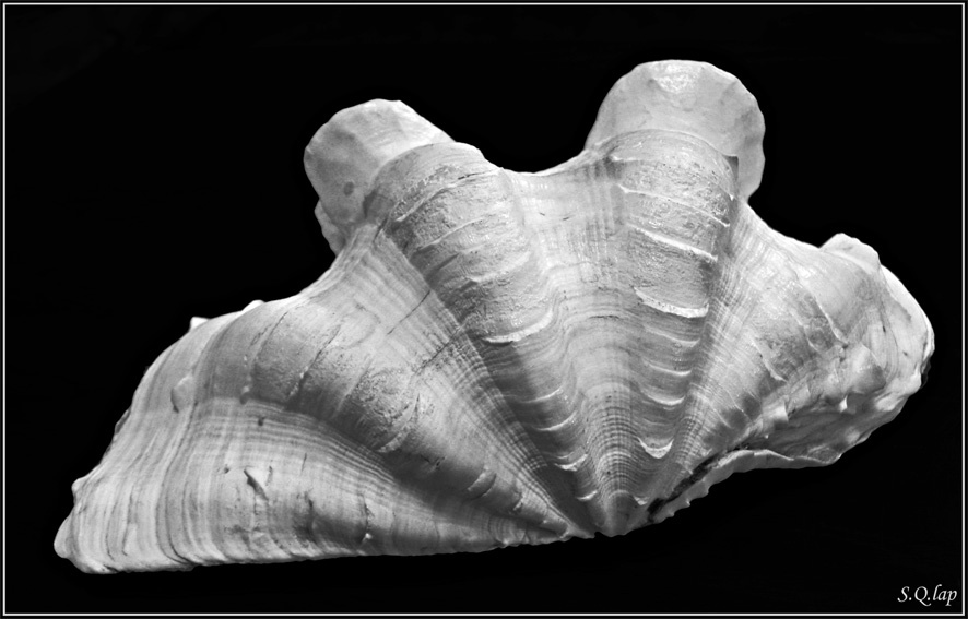 Раковина (1) раковина море