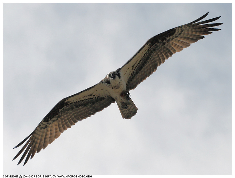 Скопа (речной орел) скопа osprey речной орел