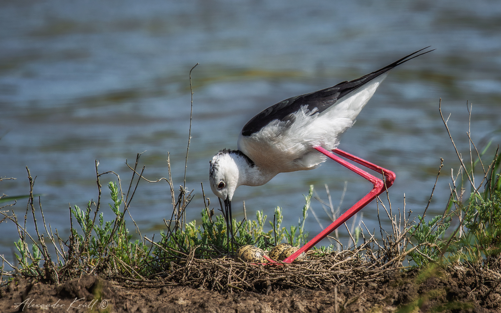 Забота кулик ходулочник himantopus