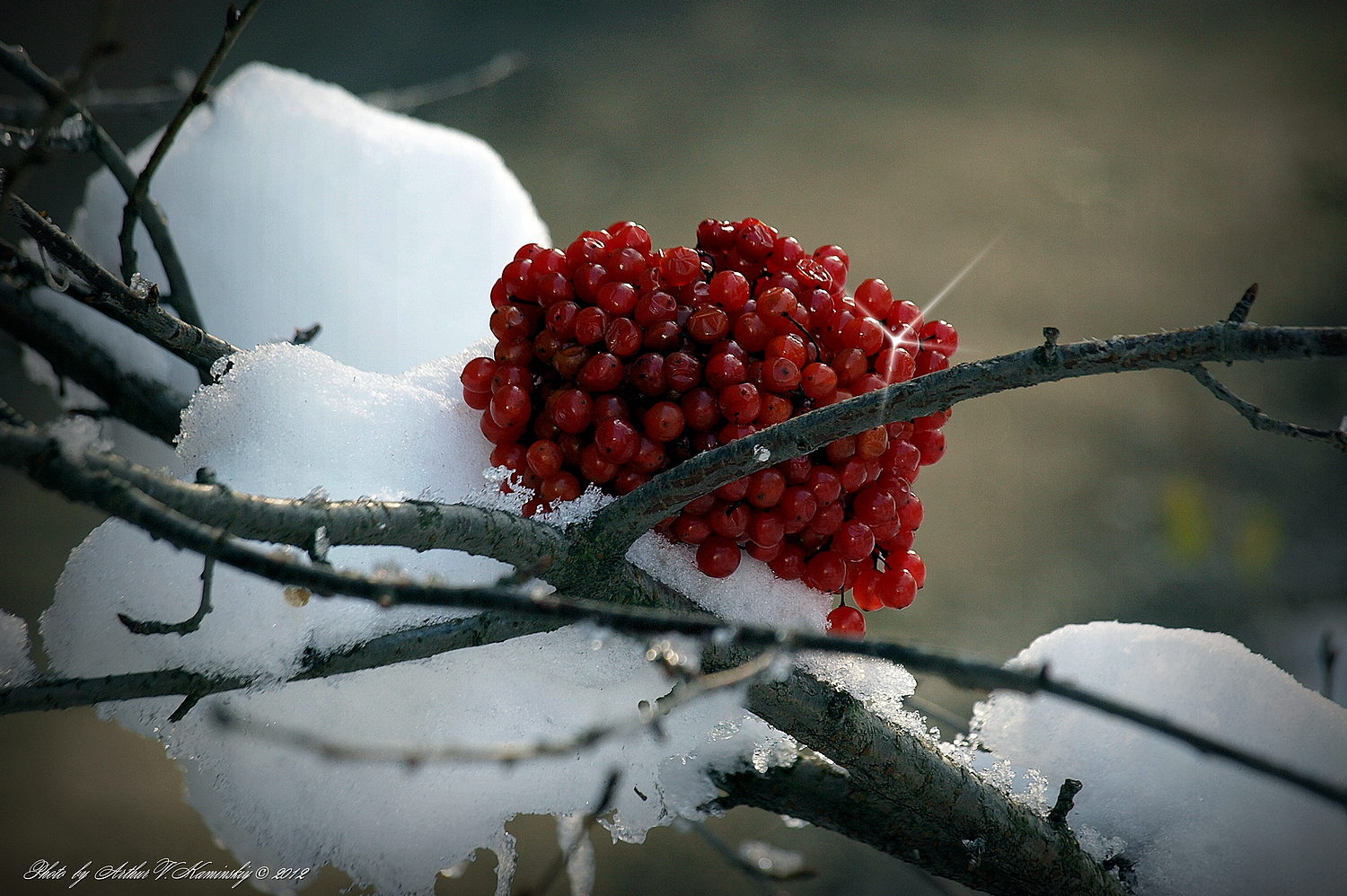 Калина красная 