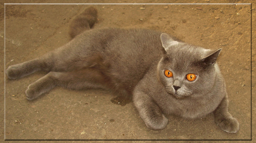 Не были мы ни в каком Таити... Нас и здесь неплохо кормят!... :-) кот британец кошка
