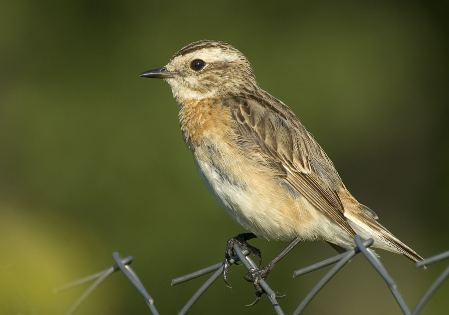 Молодой чекан Луговой чекан, Whinchat, Saxicola rubetra
