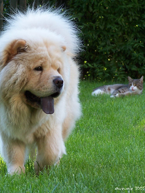 Bianco e gatto 