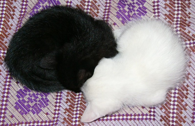 Инь и Янь \"Котомафия\" кот кошка