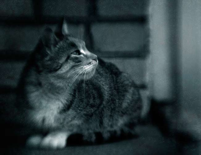 * кошки