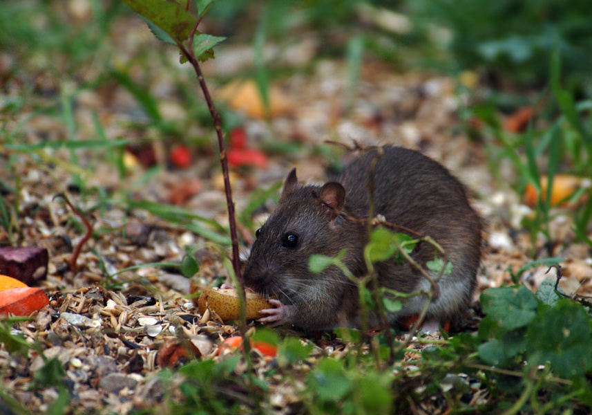 Груша - это очень хорошо для меня! серая крыса Rattus norvegicus