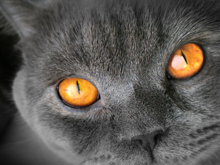 Eyes Wide Open кот британец