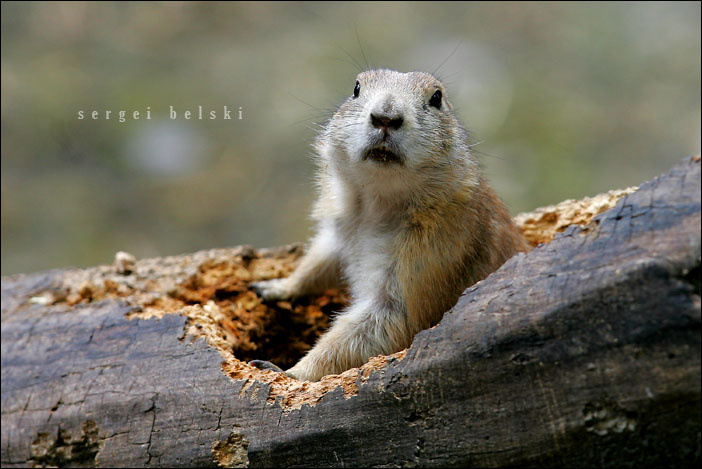 prairie dog prairie dog animal
