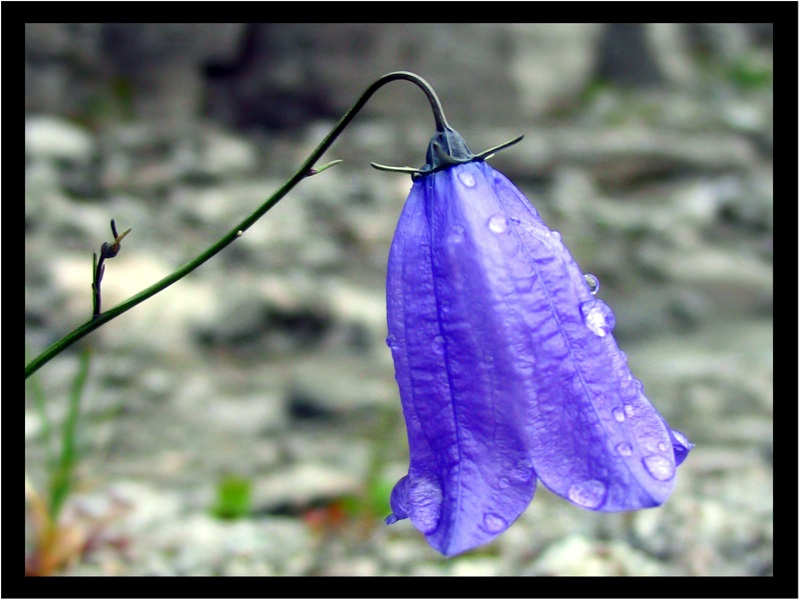 Mountain bells (из серии Хибинские хроники) колокольчик горы