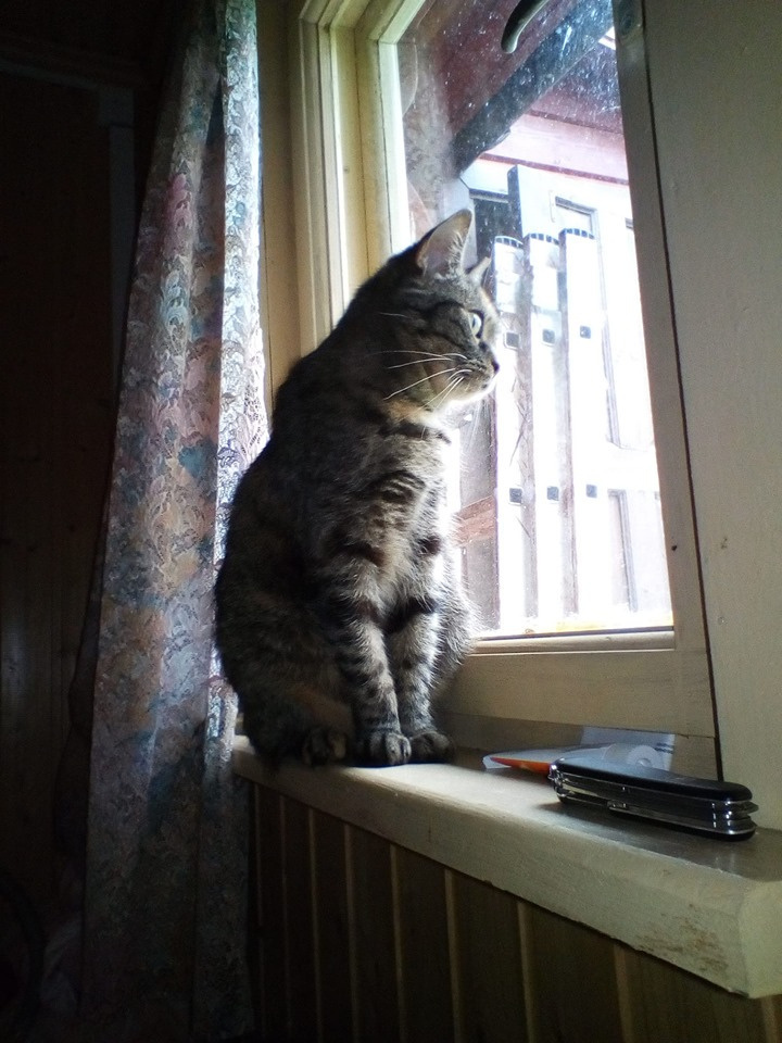 Дождь за окном. кошки коты питомцы