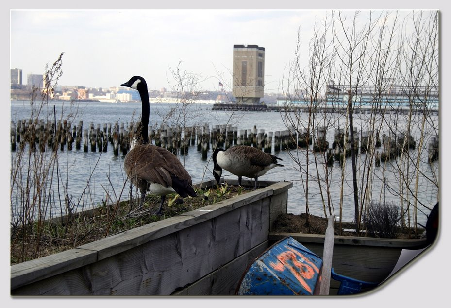 ... А жизнь продолжается... Geese, Birds, City, Manhattan