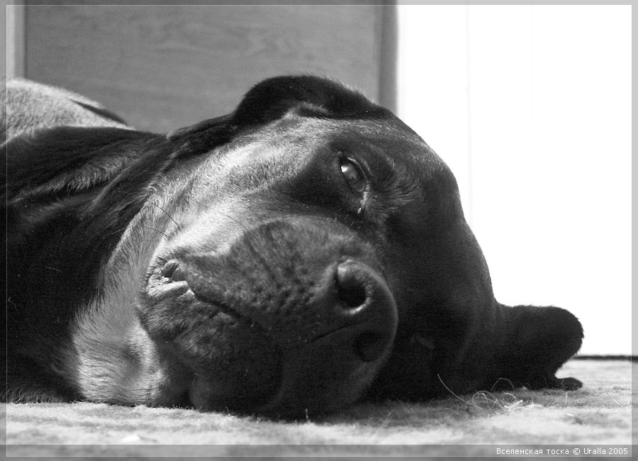Вселенская тоска uralla noira sadness dog