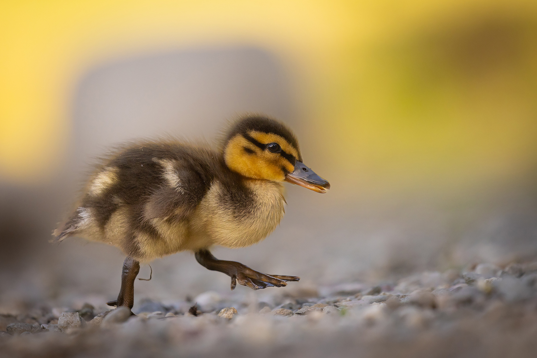 Duckling 