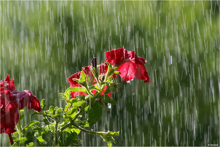 Петуния Лето солнце дождь вода капли цветок петуния