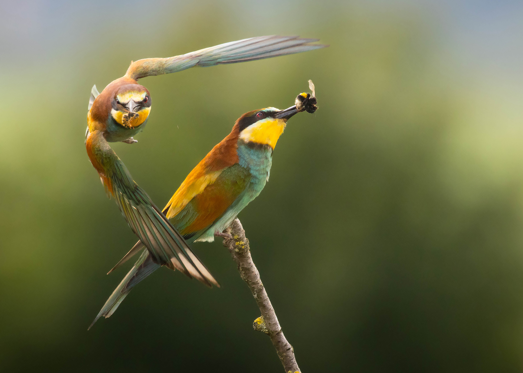 Bee-eater 