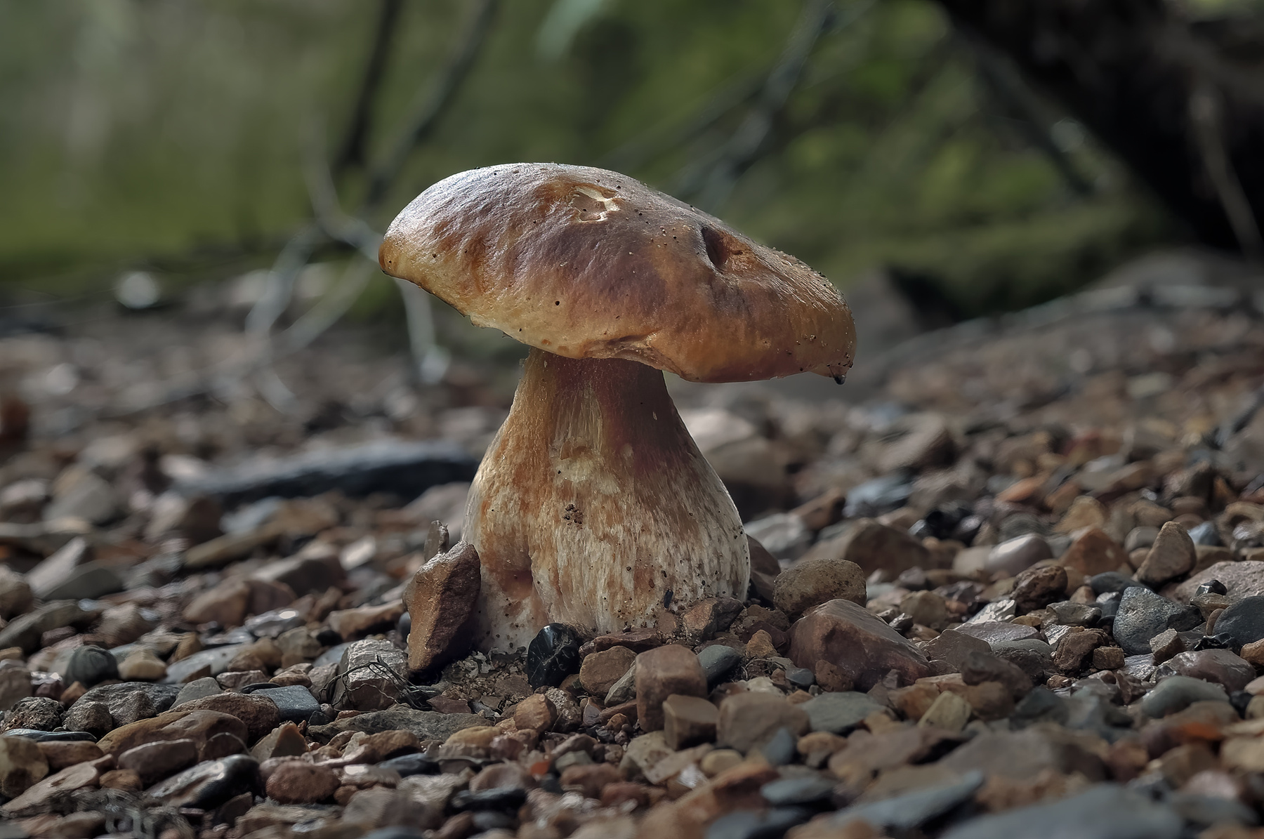 Морской Волк 