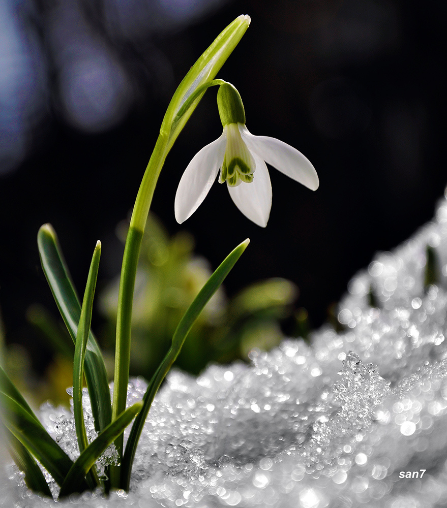 snowgrup snowgrup, подснежник, весна