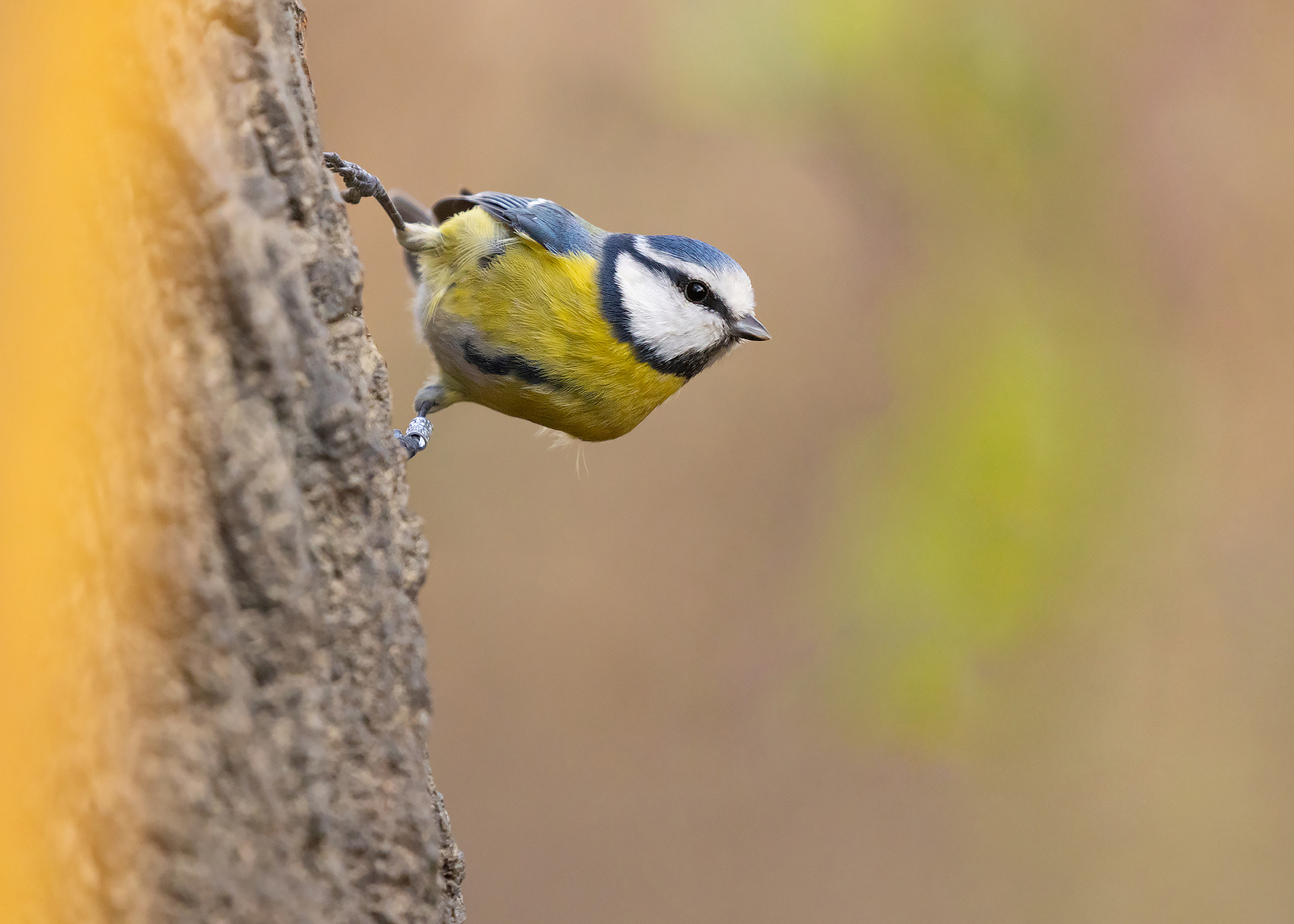 Titmouse 