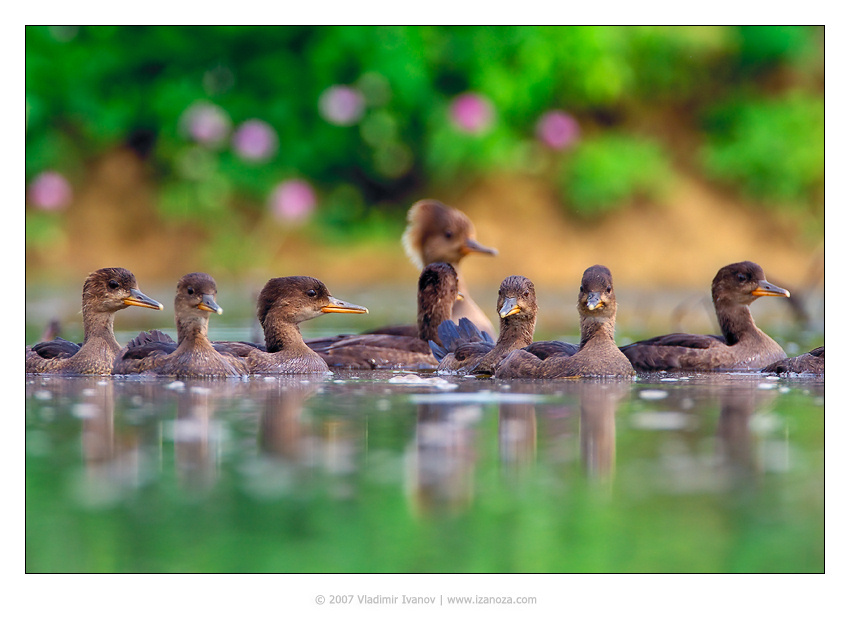 Семеро смелых хохлатый крохаль hooded merganser утята семь Maryland US