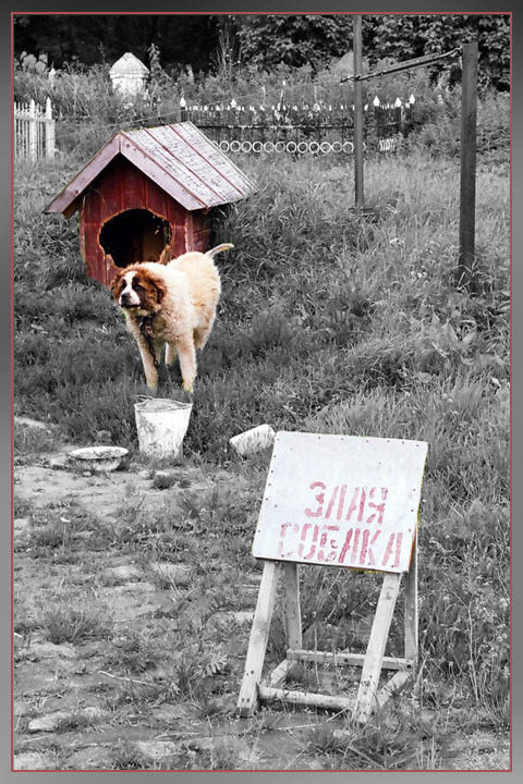 Очень злая собака! злая сторожевая собака конура цепь лай