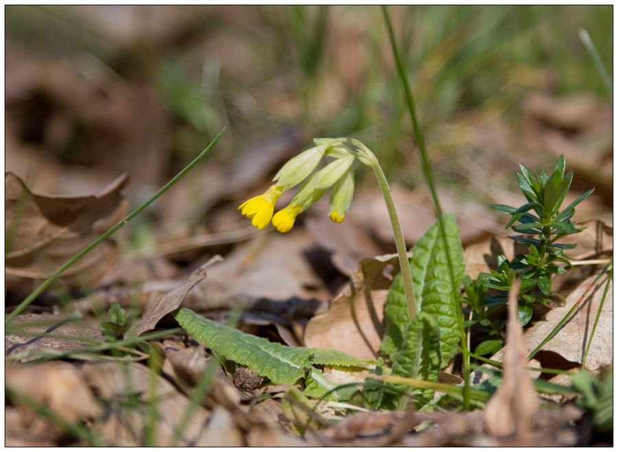 Primula veris Весна цветы солнце лес красная книга