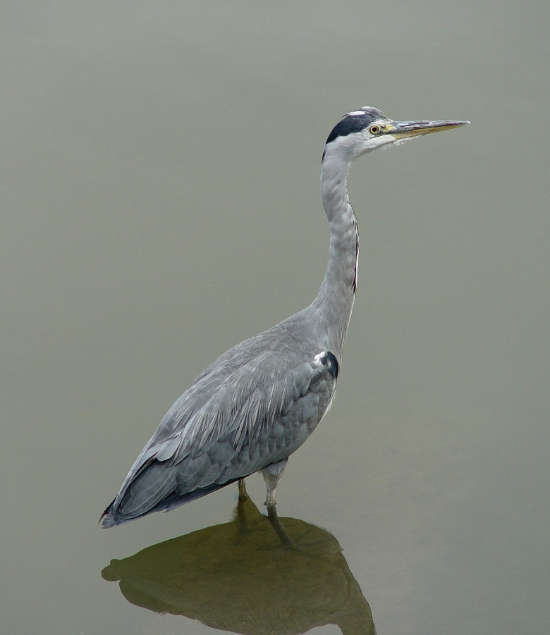 Grey Heron 