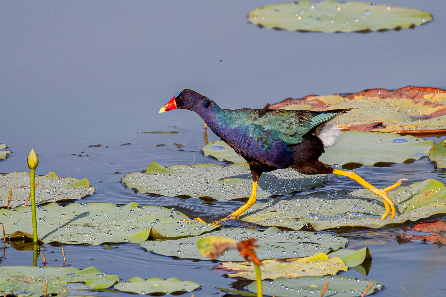 Бегущая по листам Султанка Porphyrio martinica Purple Gallinule