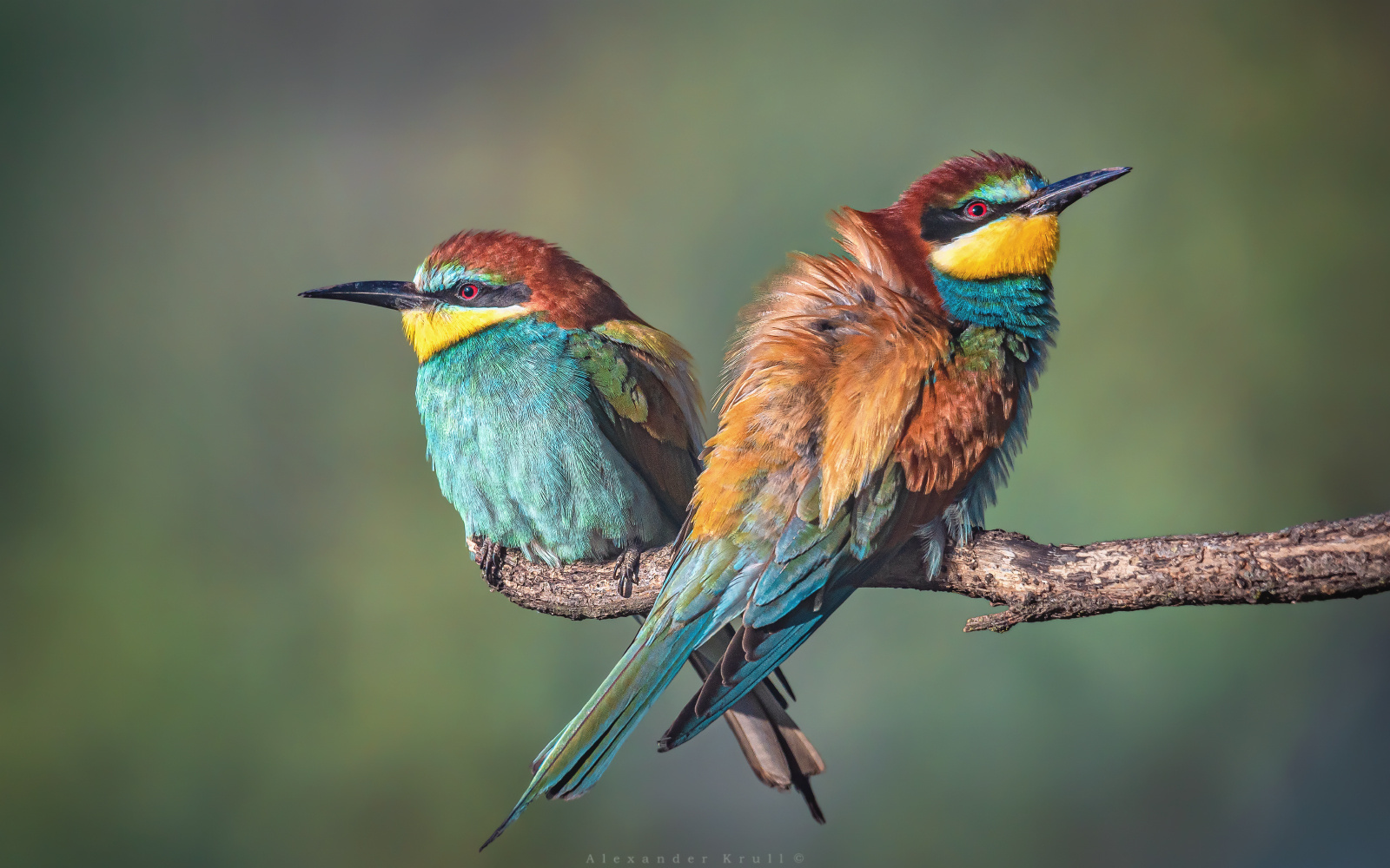 Пестрый дуэт щурка золотистая merops apiaster