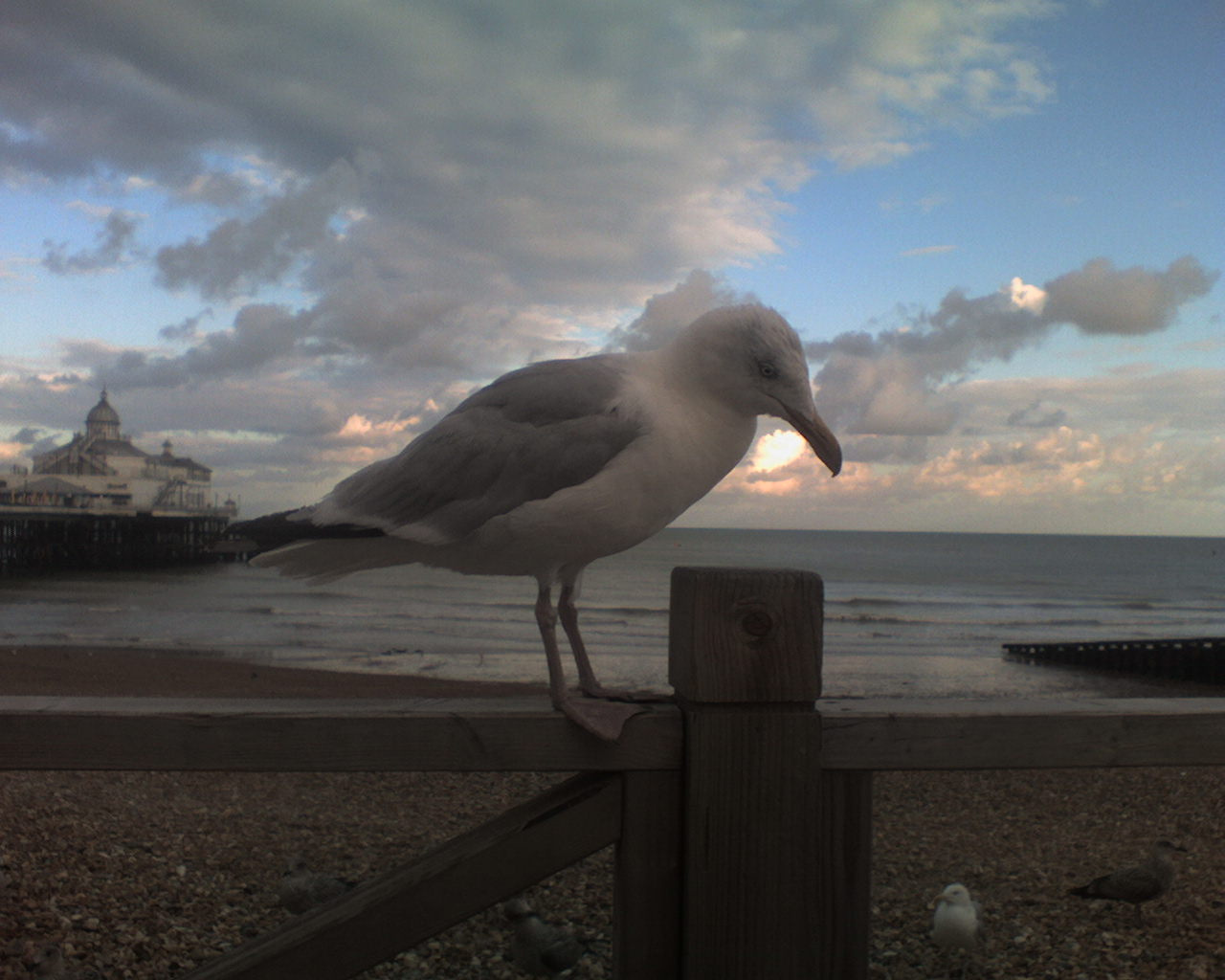 seagull чайка море