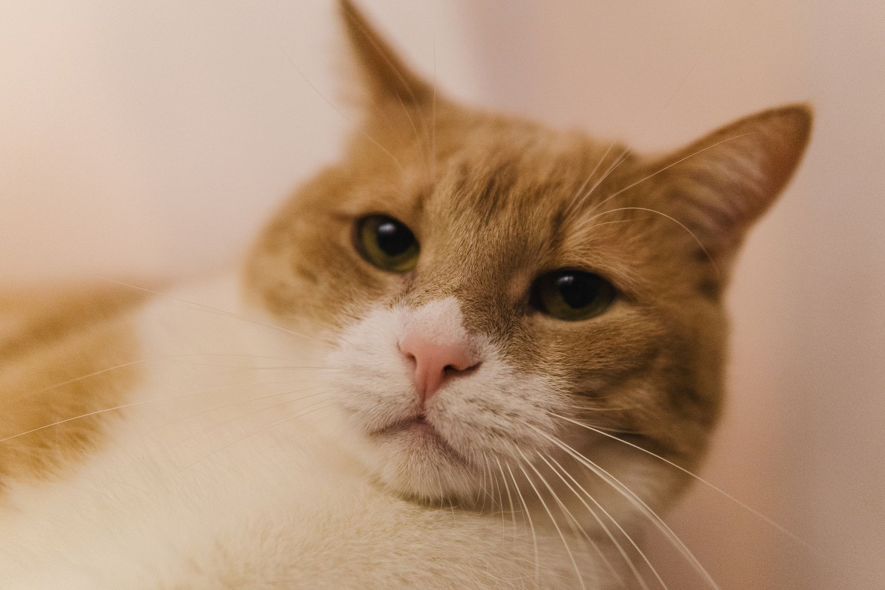 Кот 