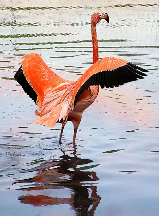 Pink bird фламинго