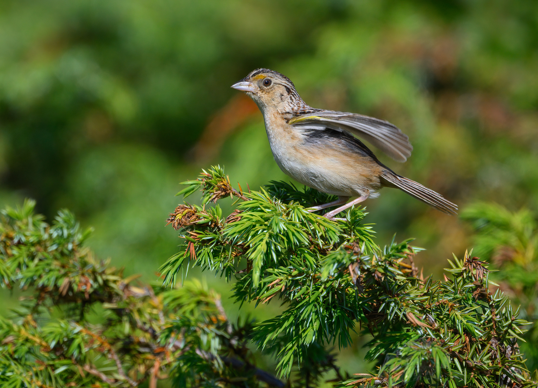 Grasshopper sparrow 
