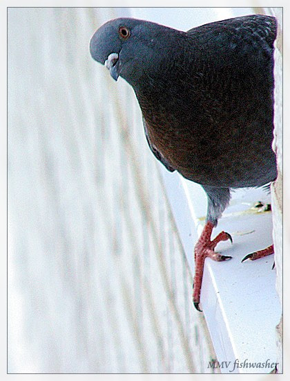 источник заразы голубь dove pigeon зараза источник