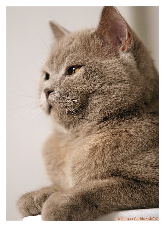 британский сфинкс британский кот
