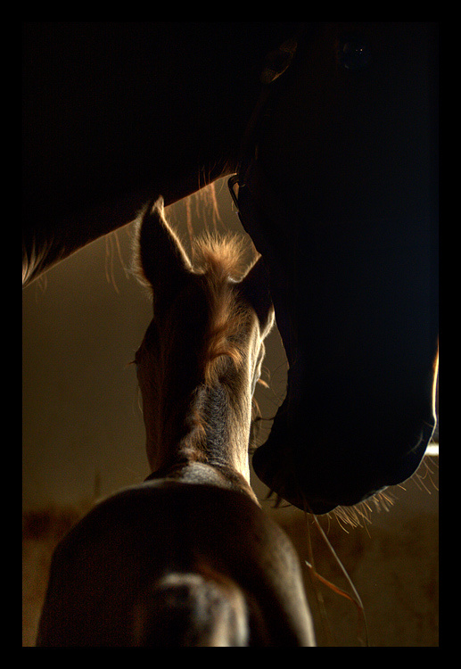 Один день жизни. лошади, horse, жеребенок