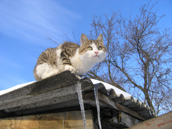 К весне кот