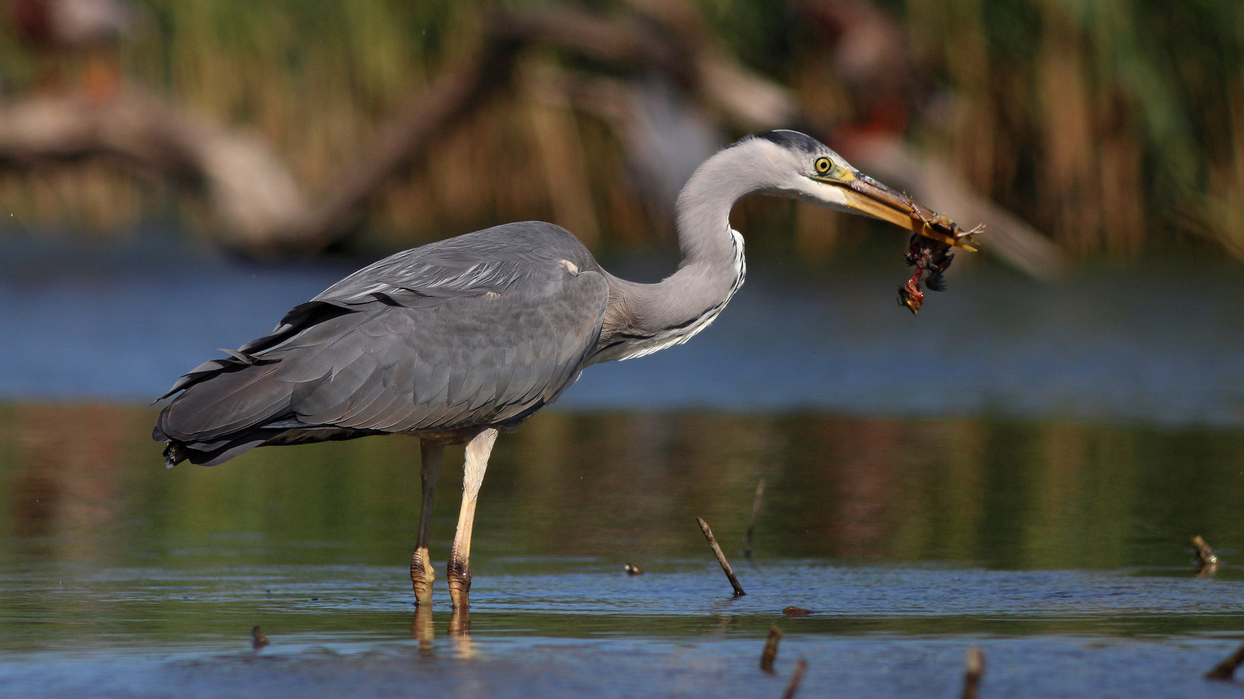 Всё полезно, что в рот полезло Серая цапля Ardea cinerea Grey heron