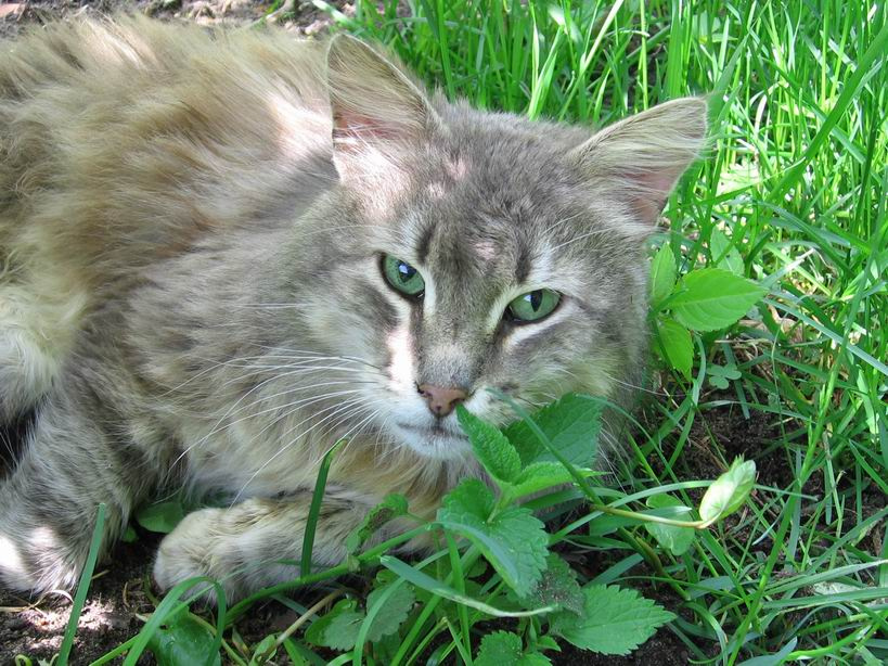 Кеша кот