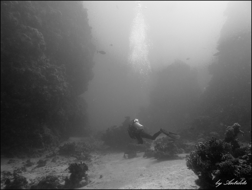 Savage Garden море, дайвинг, подводный сад, дайвер, red sea, diving, garden