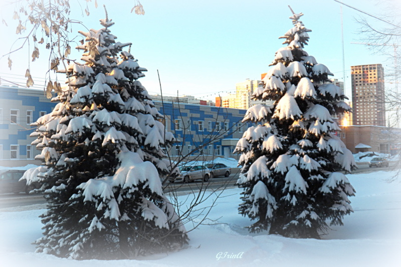 Две ели. две ели снег