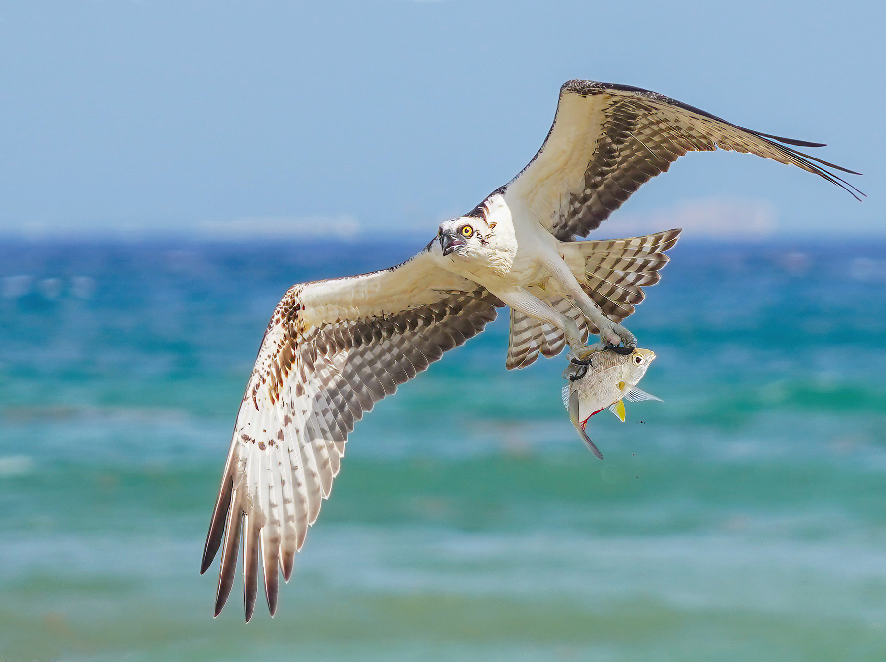Скопа birds
