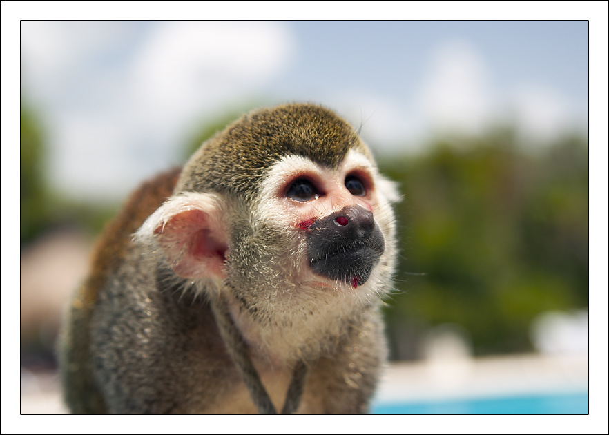Ты бы отпустил меня, Хозяин... Squirrel monkey