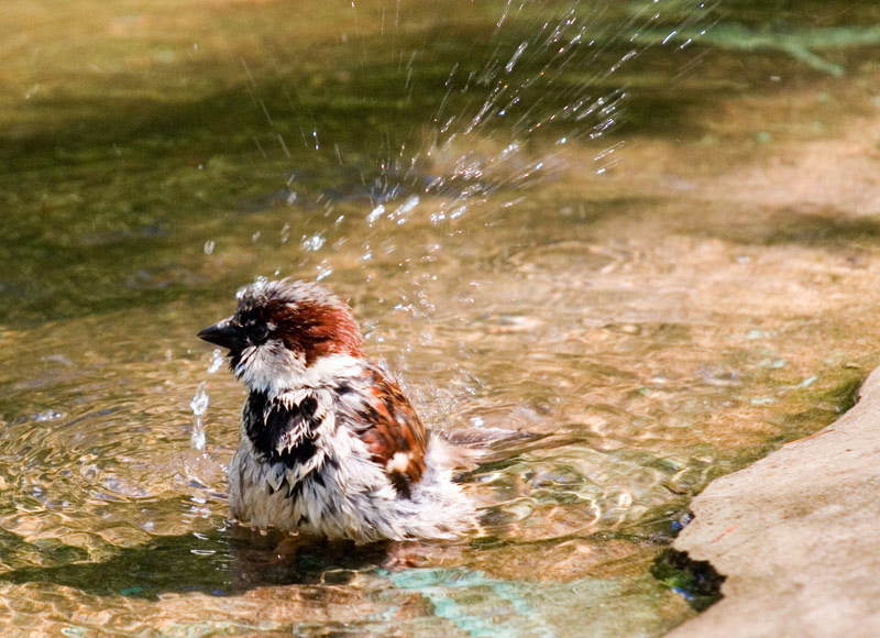 Жаркое лето 2005 воробей вода