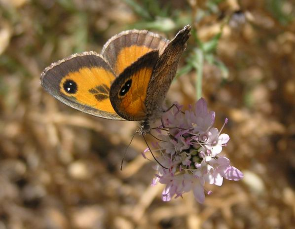 Pyronia tithonus на скабиозе бархатница Люмини Марсель Pyronia tithonus