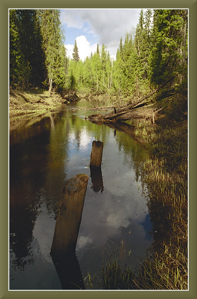 Лесная река. река вода лес